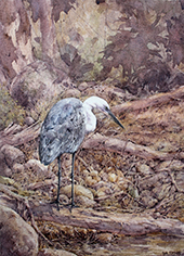 Pacific Heron